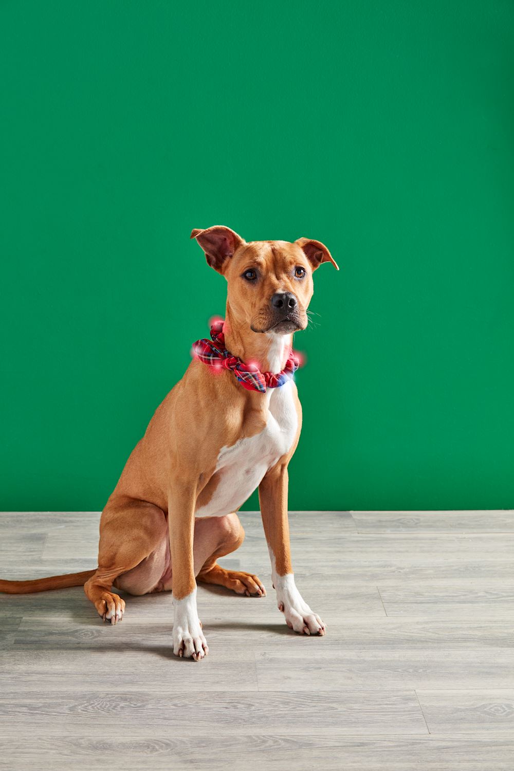 Light Up Dog Collars