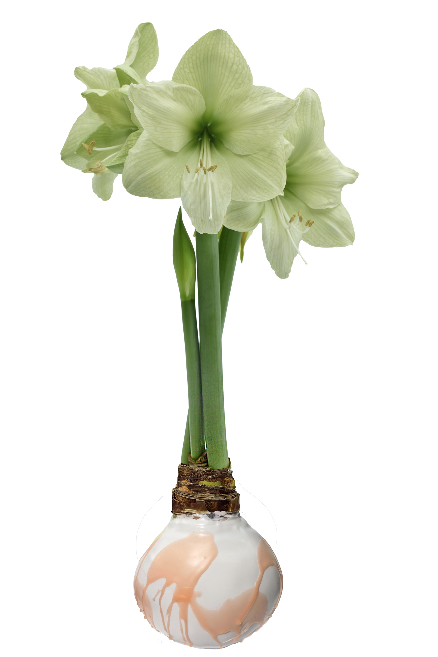 SUMMER!!! Amaryllis Wax Coated