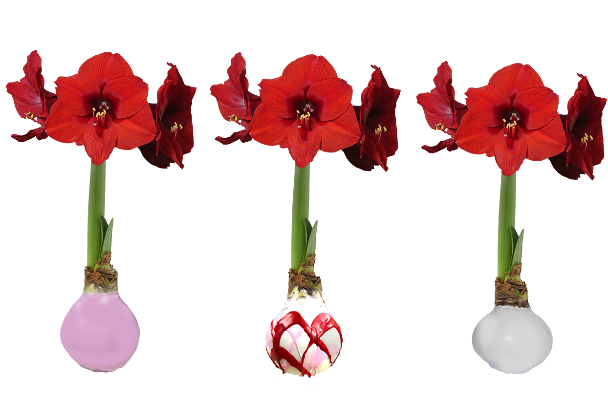 Valentine's Day Red Amaryllis Wax Bulbs