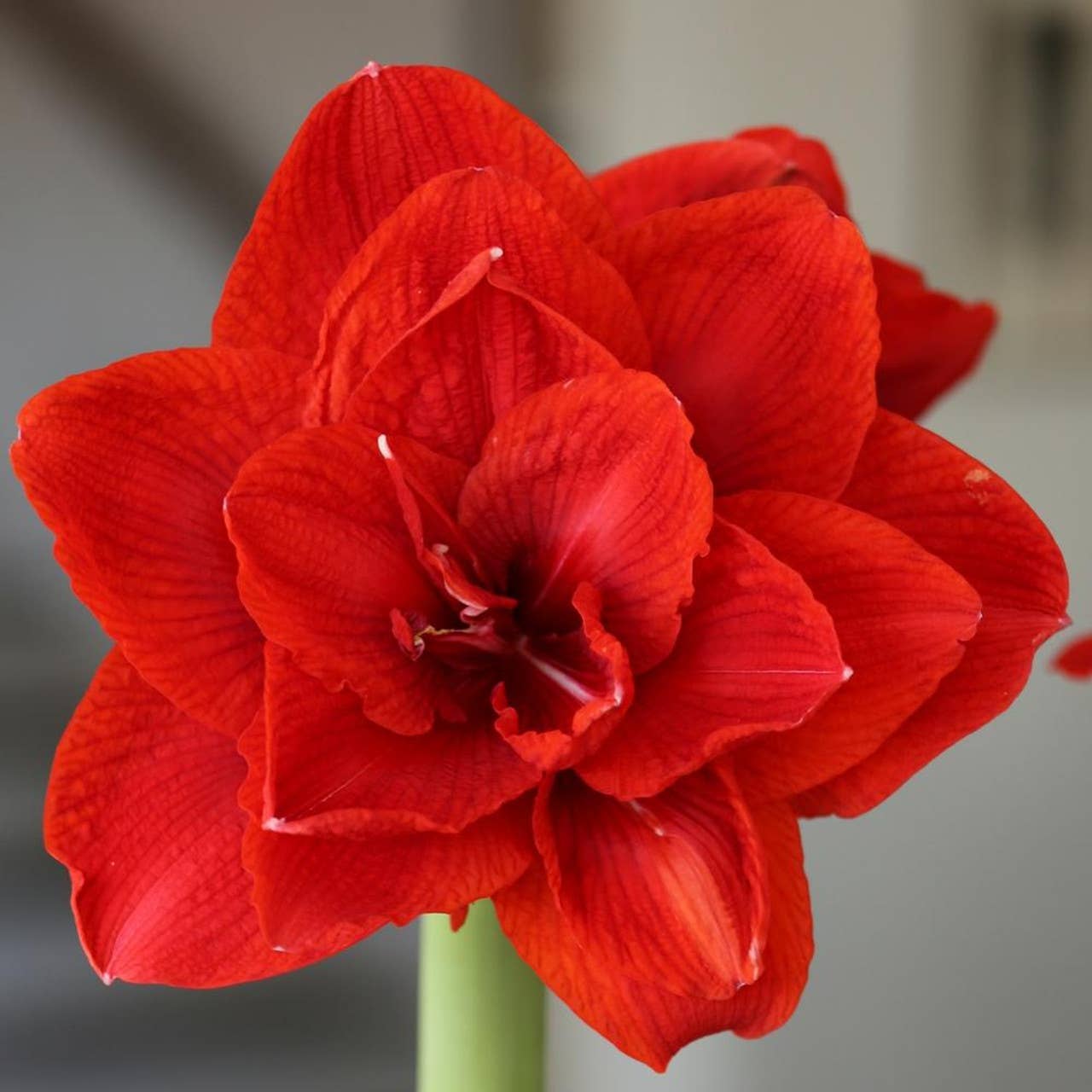 Double Red Amaryllis Flower Bulb Red Wax Coating