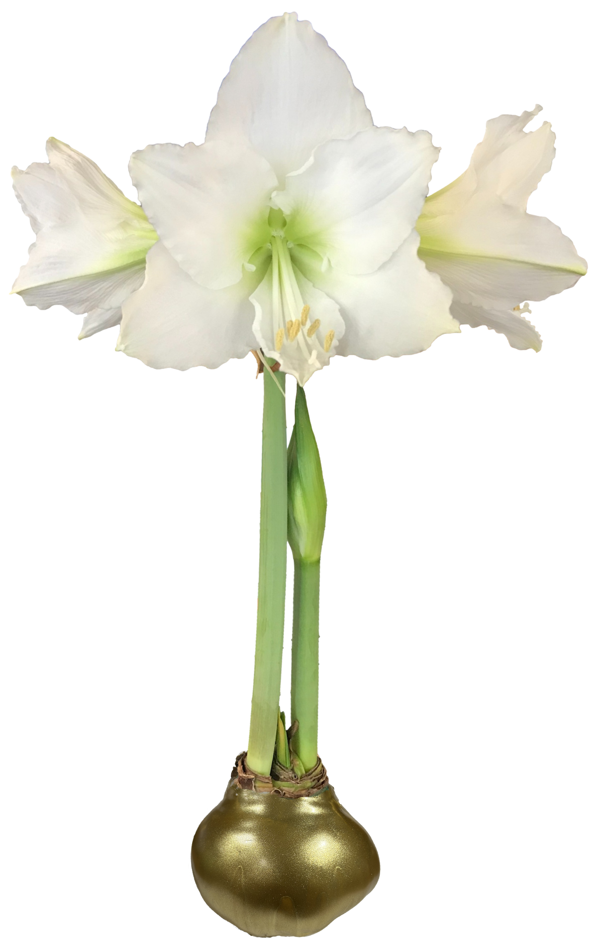 White Flower Gold Lacquer 36cm+ 18 Bulbs/Crate