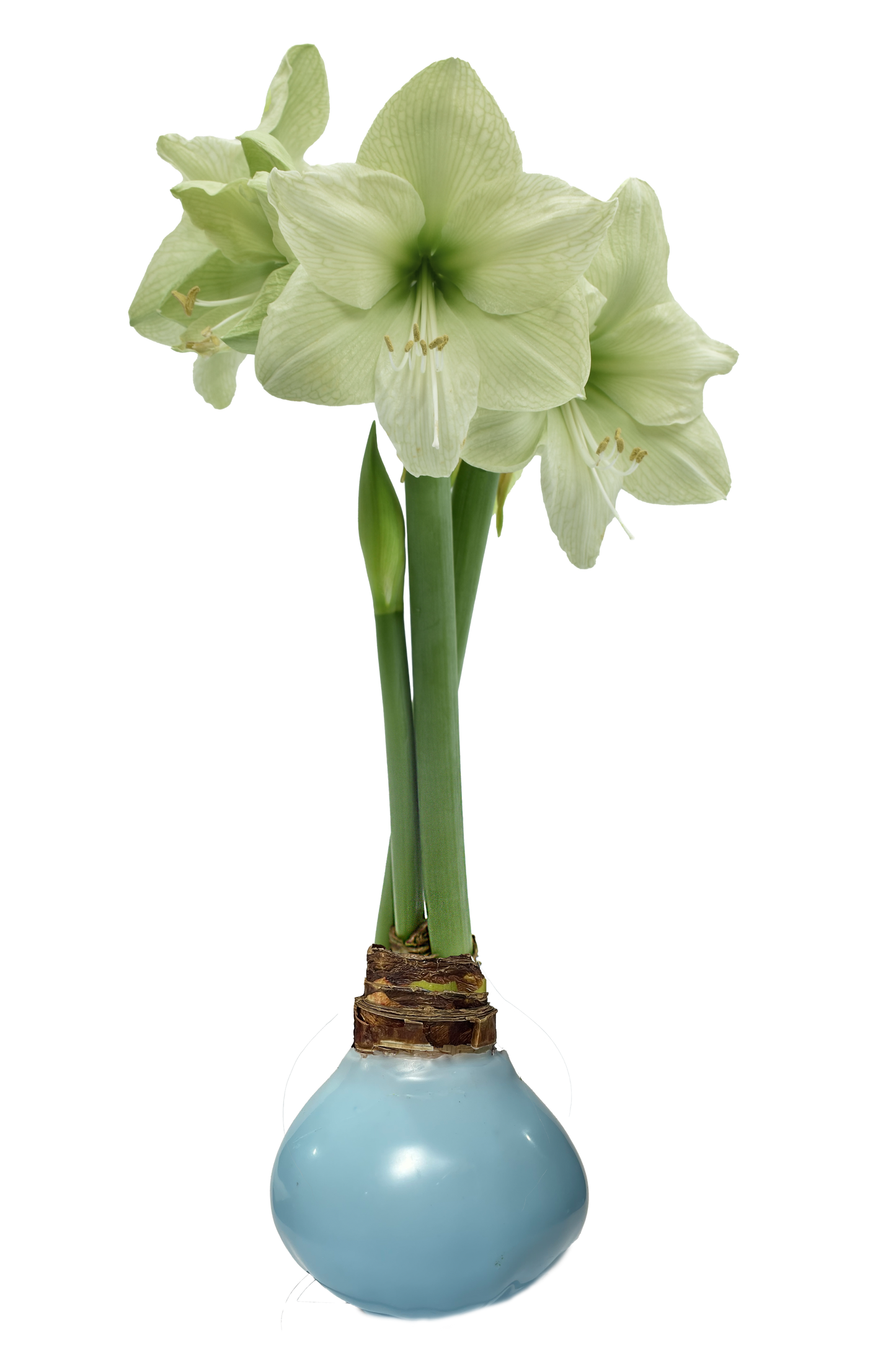 SUMMER!!! Amaryllis Wax Coated