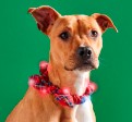 Light Up Dog Collars