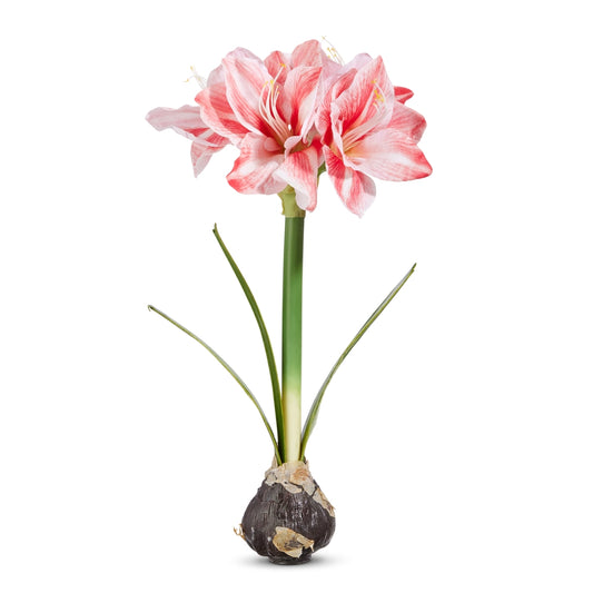 Real Touch Amaryllis Bulbs 19" ( Pink or White )