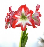 Valentine's White/Red  Minerva Flowering Bulb - Moss Covered