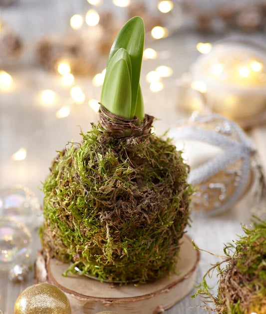 Valentine's White/Red  Minerva Flowering Bulb - Moss Covered