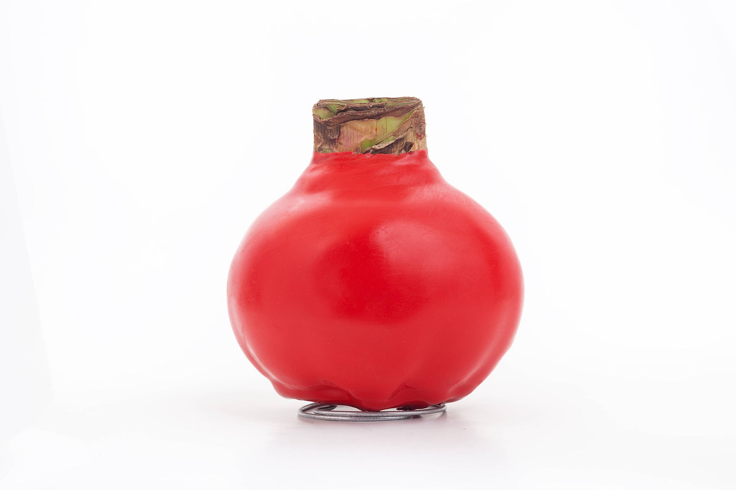 Double Red Amaryllis Flower Bulb Red Wax Coating