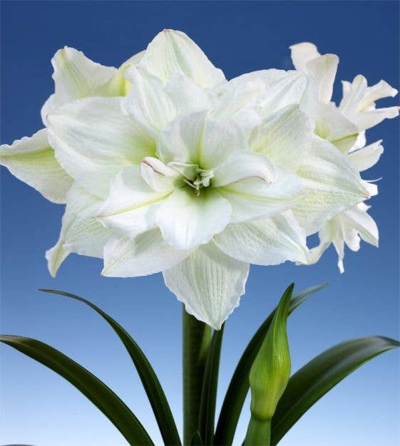 Double White Flower Gold Lacquer Splatter Wax Coating