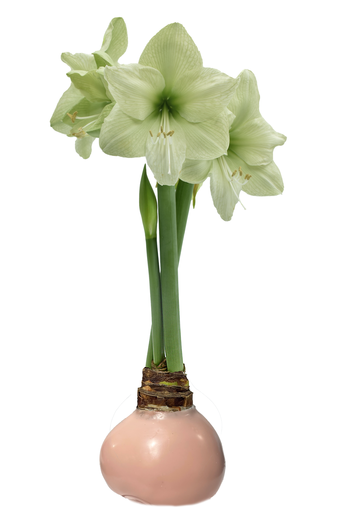 SUMMER!!! Amaryllis Wax Coated